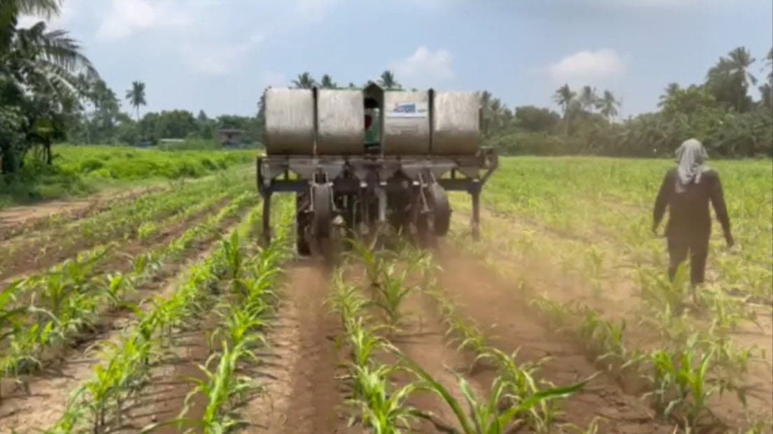 Organic plantation field